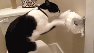 toilet-roll-shredding-kitty