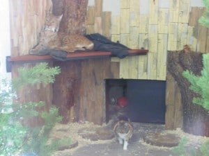 A regular cat hanging out with its feline cousin!
