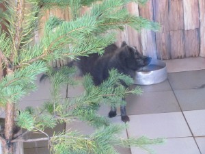 Black Fox