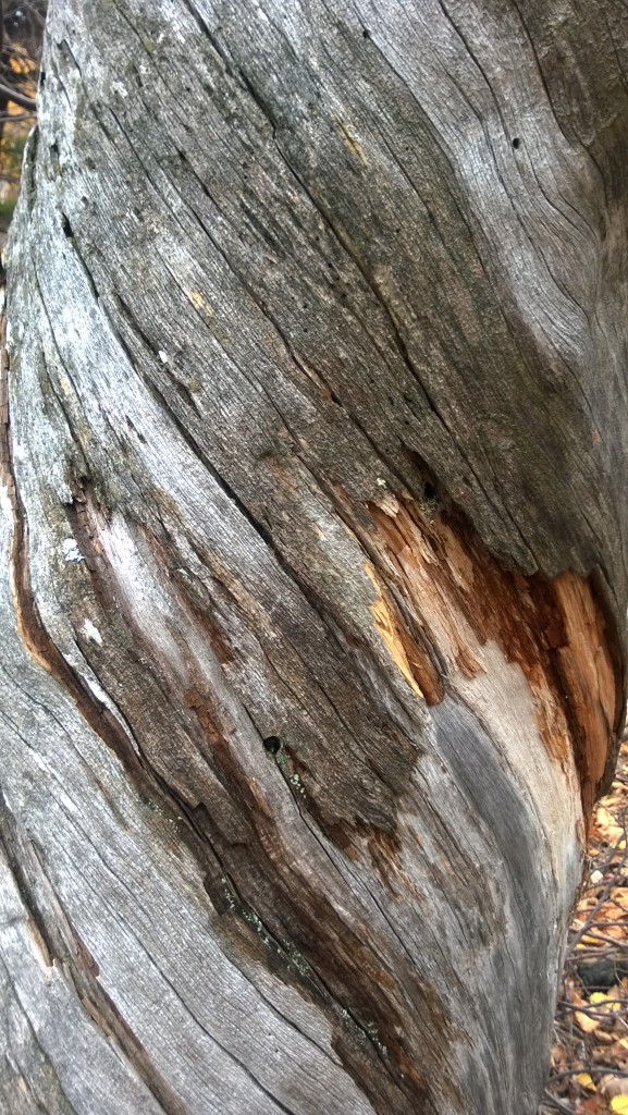 Wood grain on Foloza Mountain