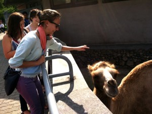 About to touch the camel that came close to the edge of the exhibit!