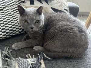 Russian blue cat